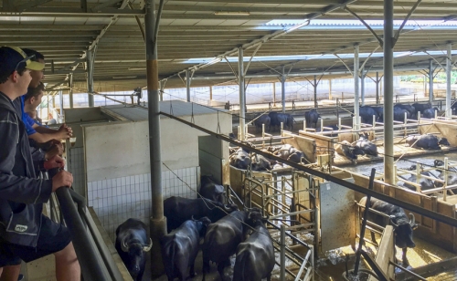 Blue-Jay-Band_20180629_European-Exchage_0003