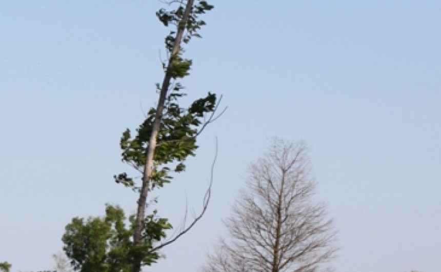 02_tree_wind_img_0352